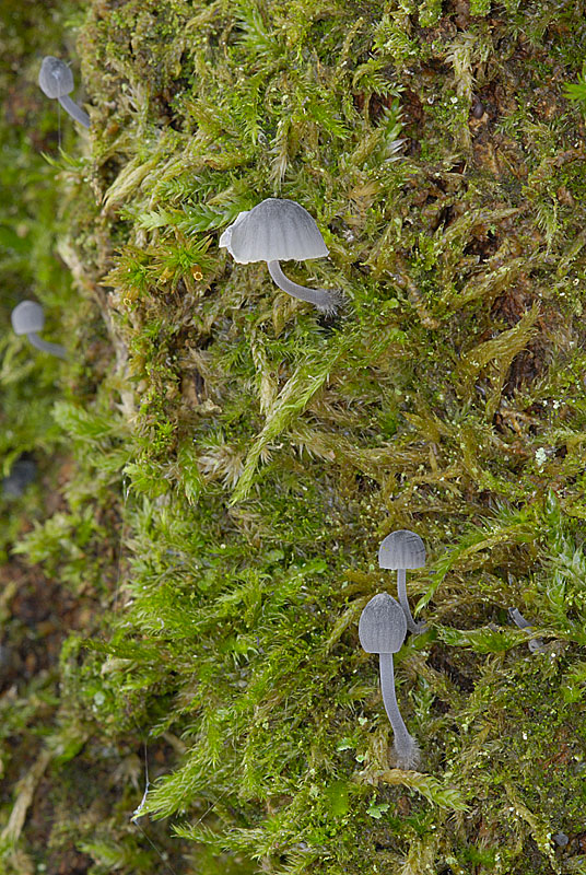 Mycena pseudocorticola